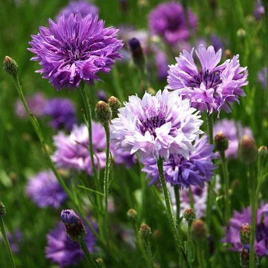 cornflower bachelor flower seeds