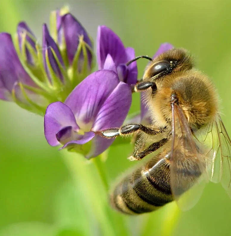 pollinator cover flower seeds