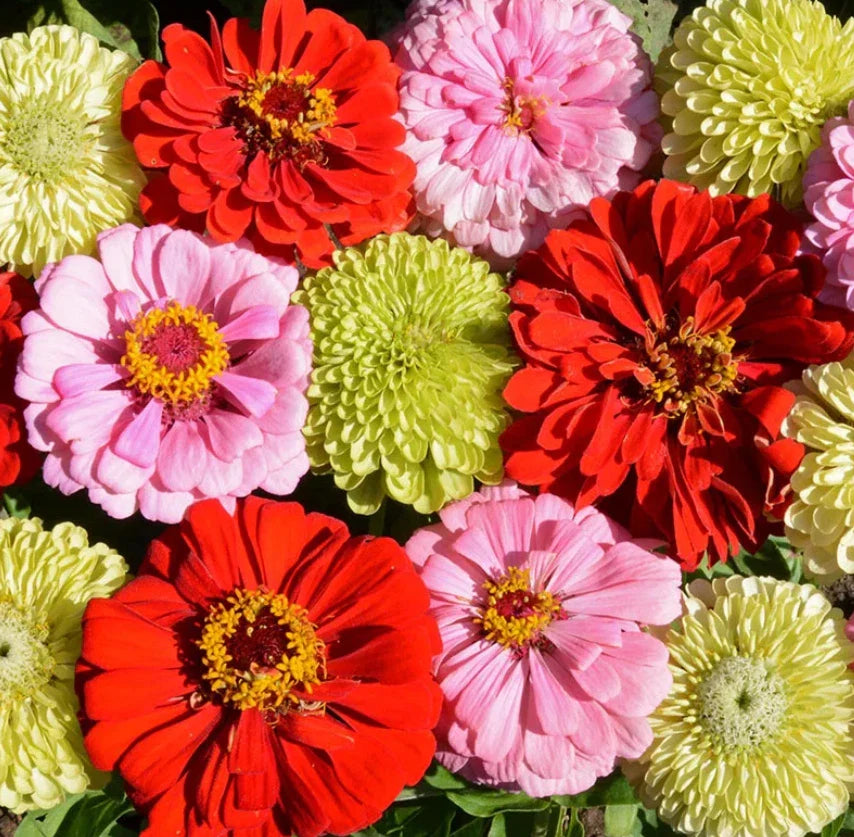 pink zinnia flower seeds