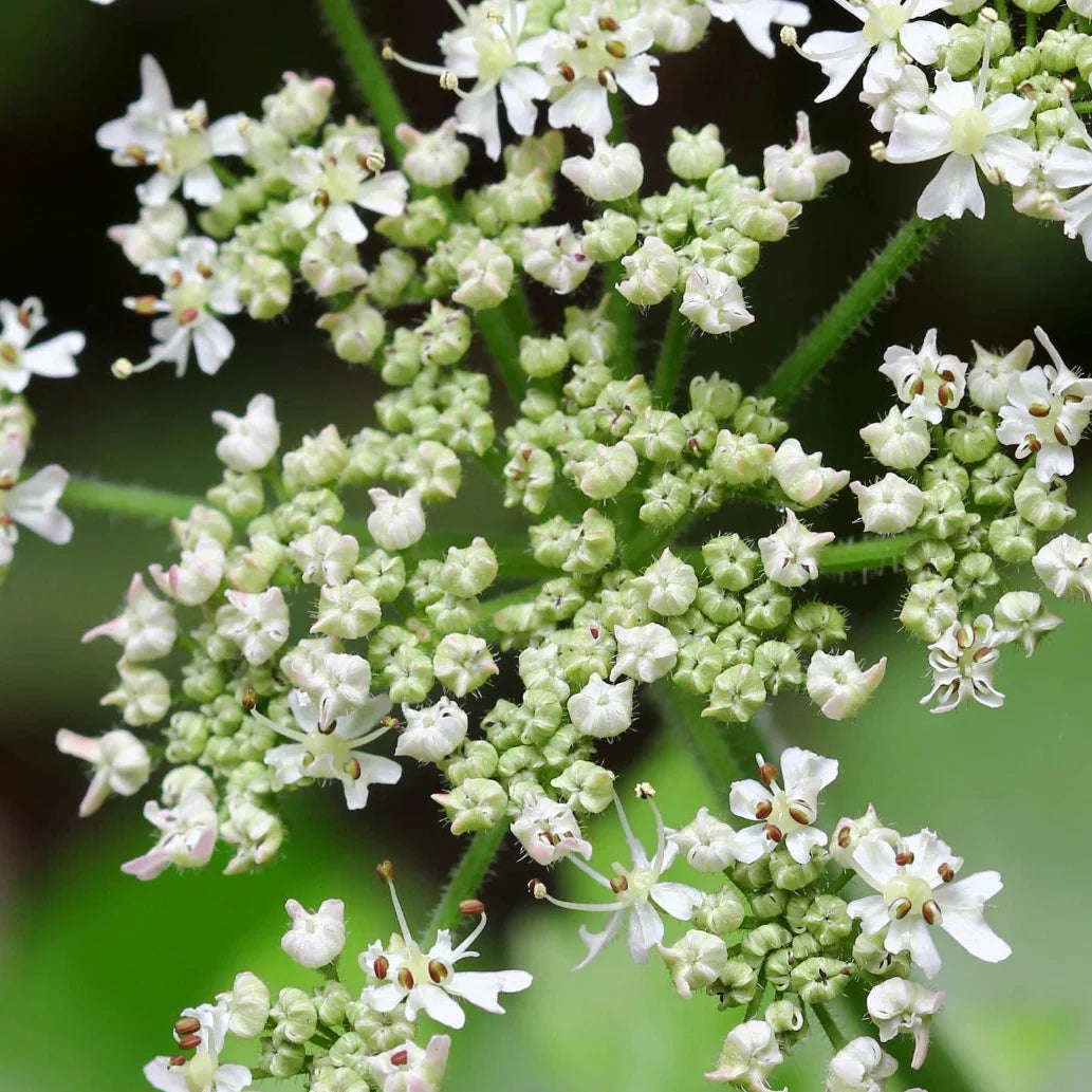 caraway flower flower seeds