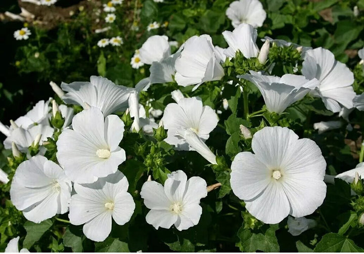 Semillas de flor de hibisco blanco – Cimiente, no transgénico, semillas de alta germinación