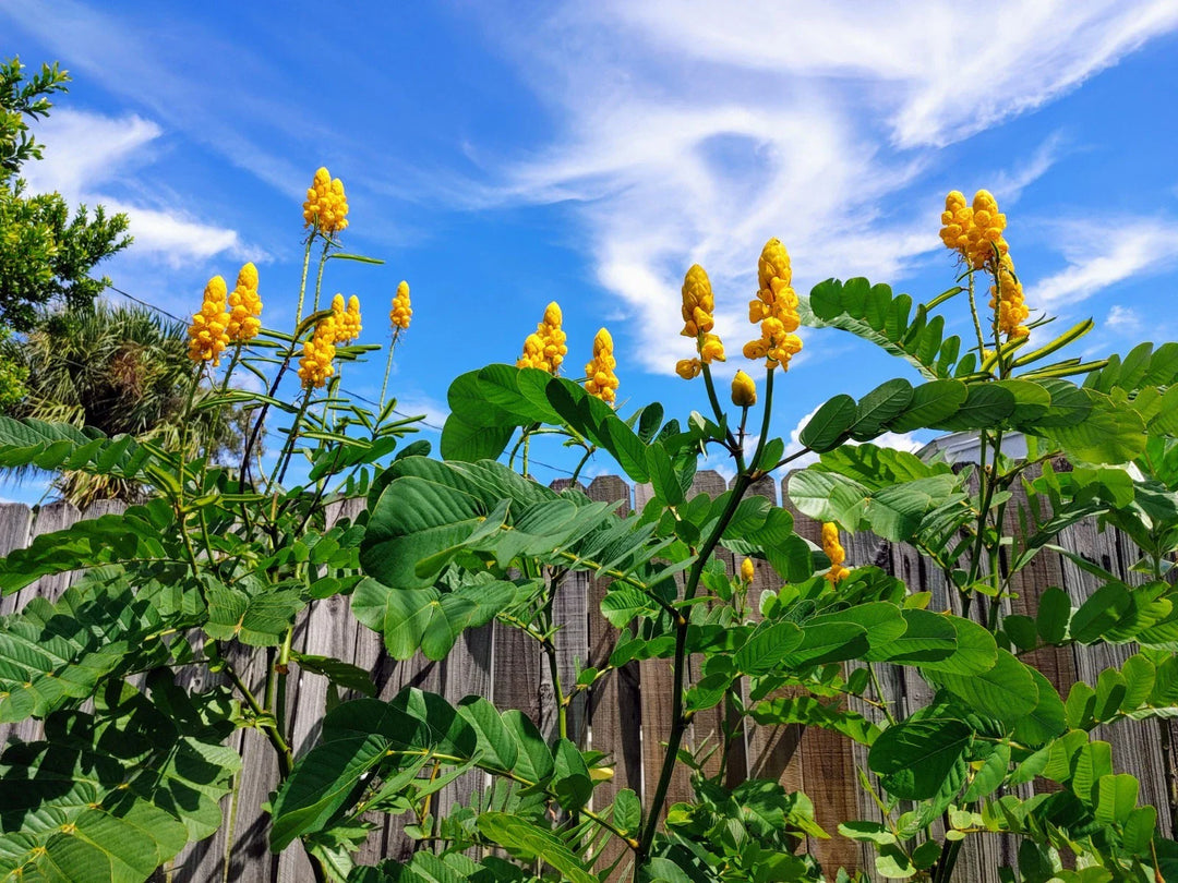 yellow candlestick flower seeds