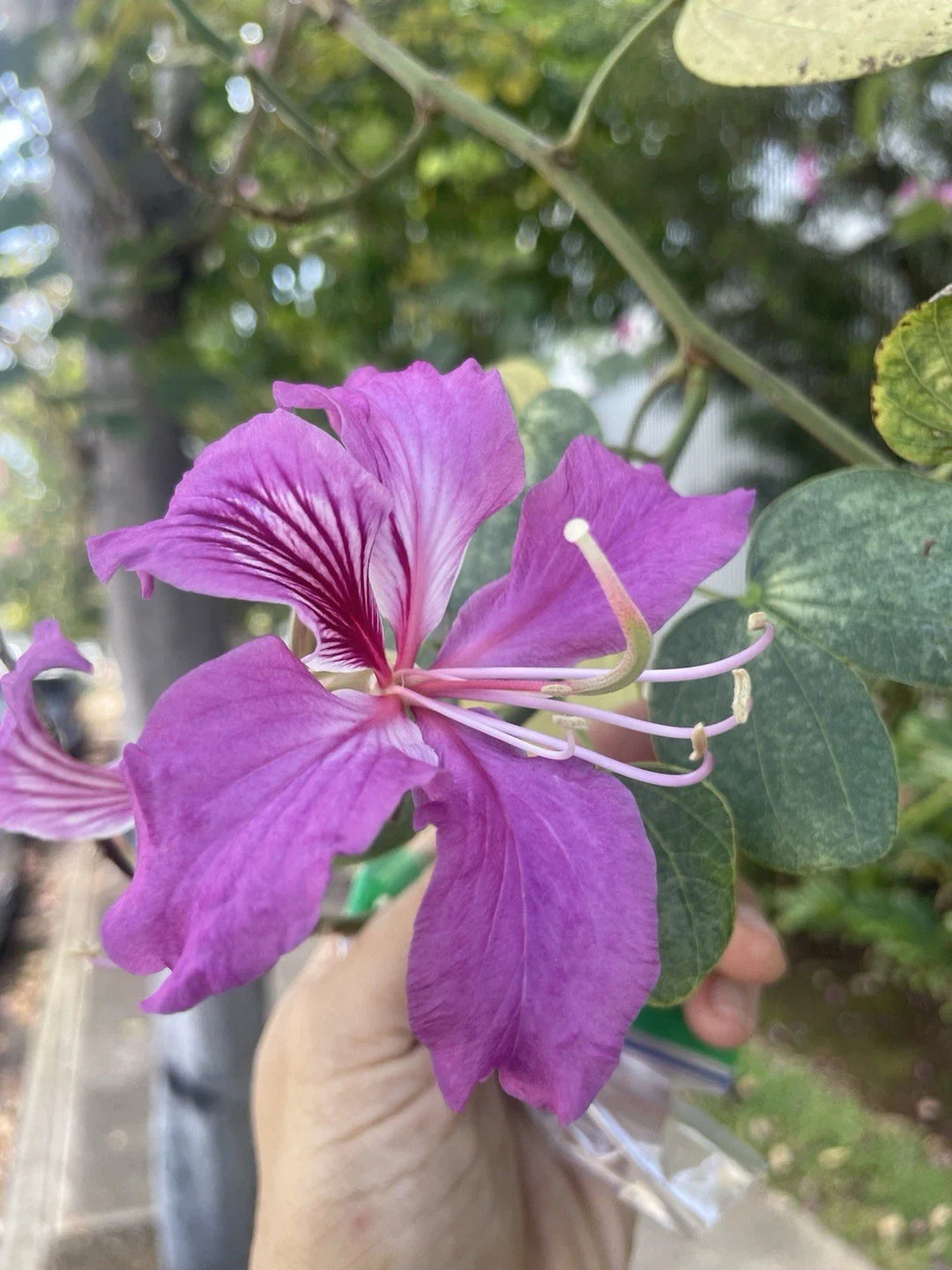 purple butterfly flower seeds