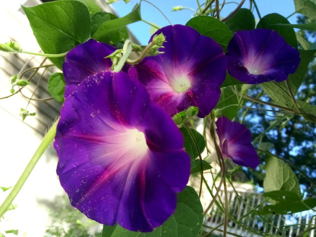 purple deep flower seeds