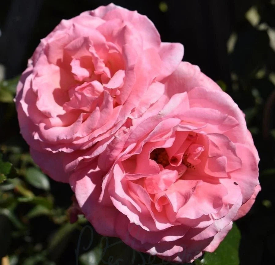 dancing queen flower seeds