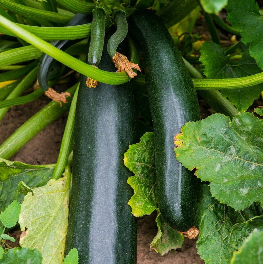 black green flower seeds