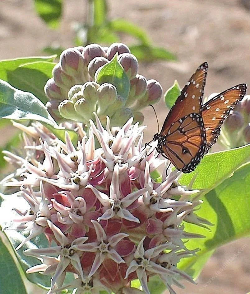 showy milkweed flower seeds
