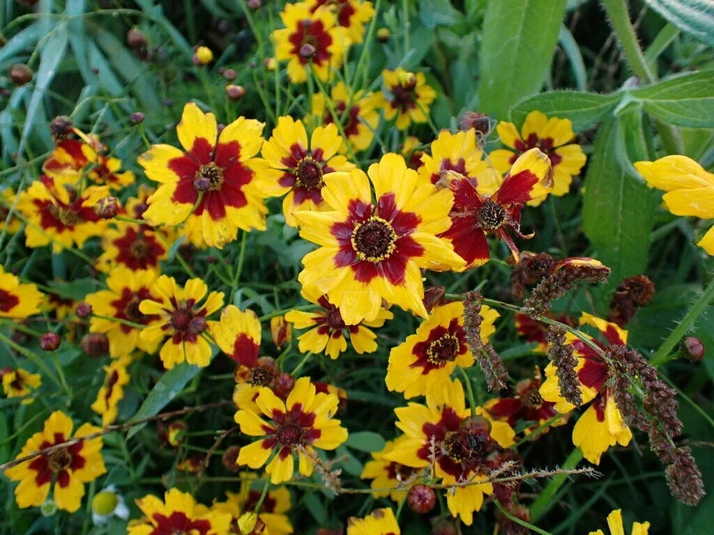 plains coreopsis flower seeds