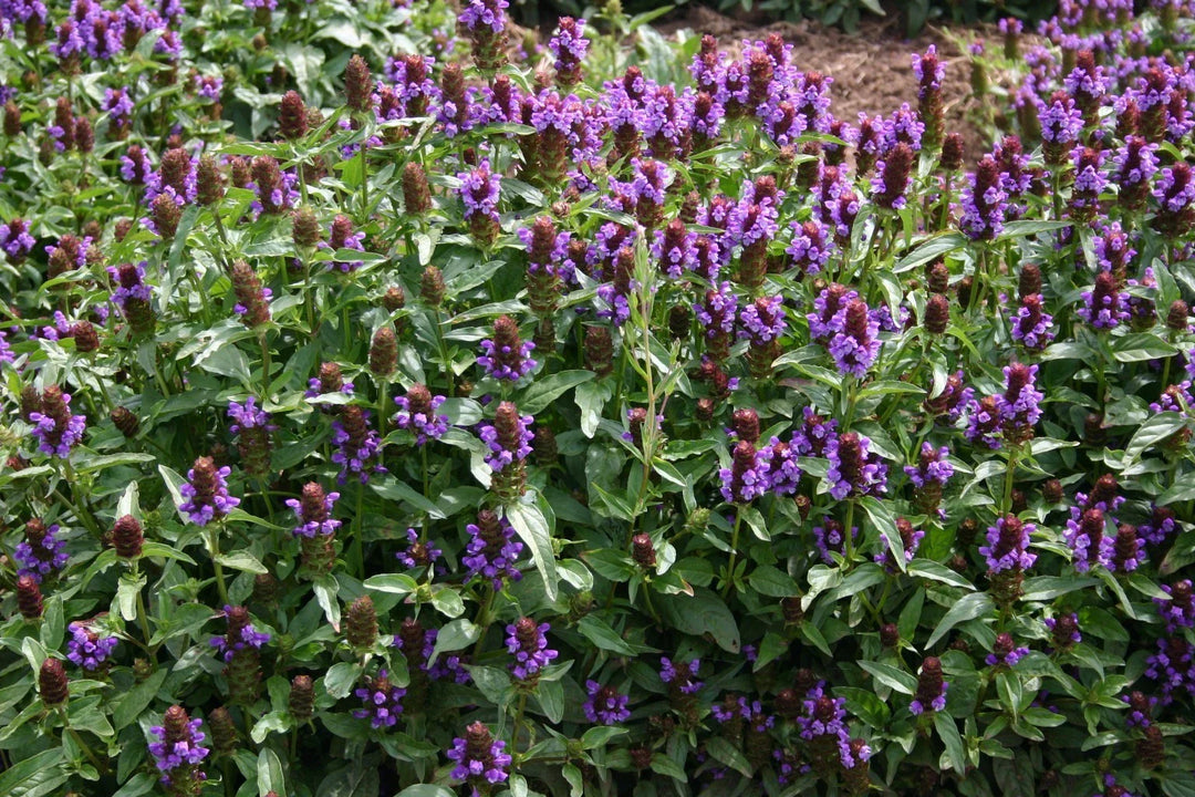 heal all flower seeds