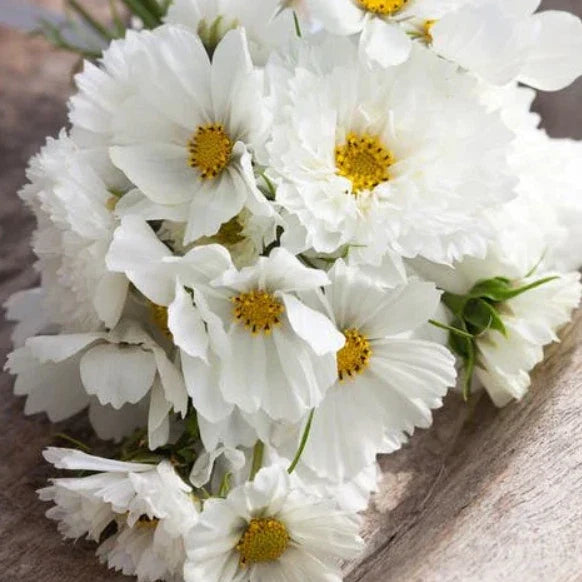white cosmos flower seeds