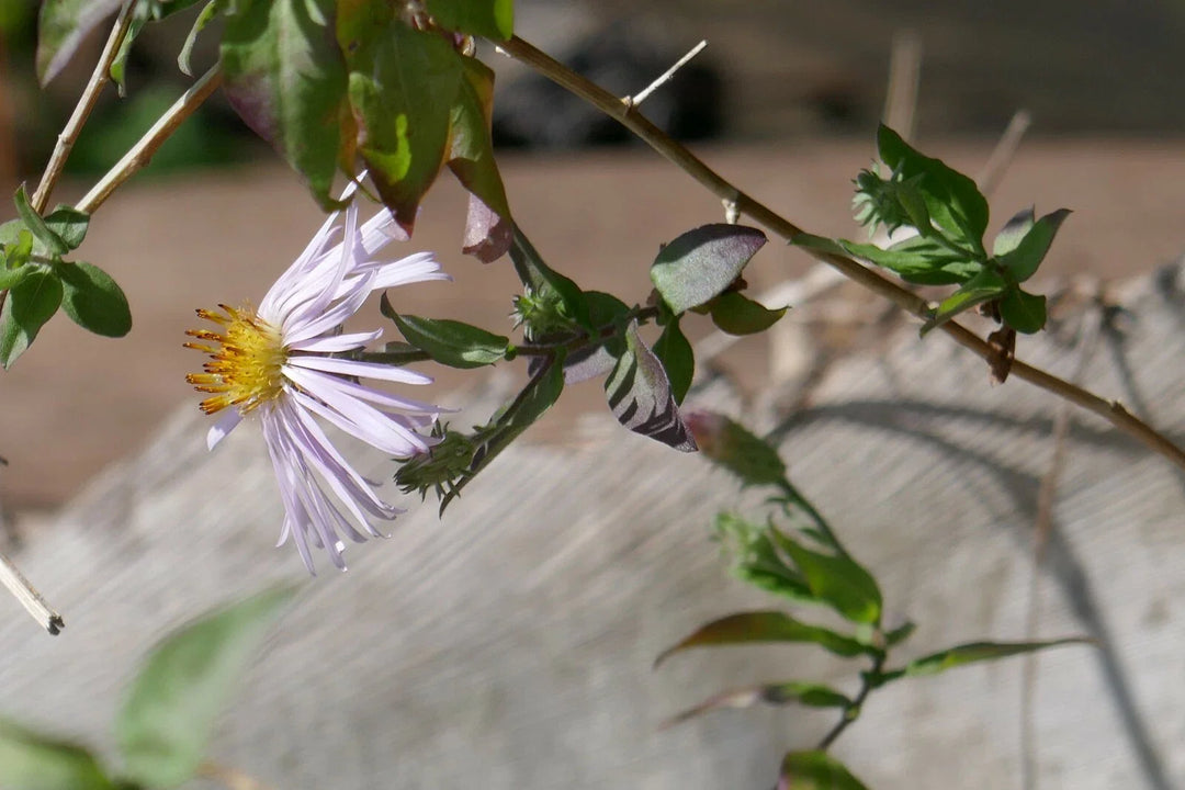 climbing aster flower seeds