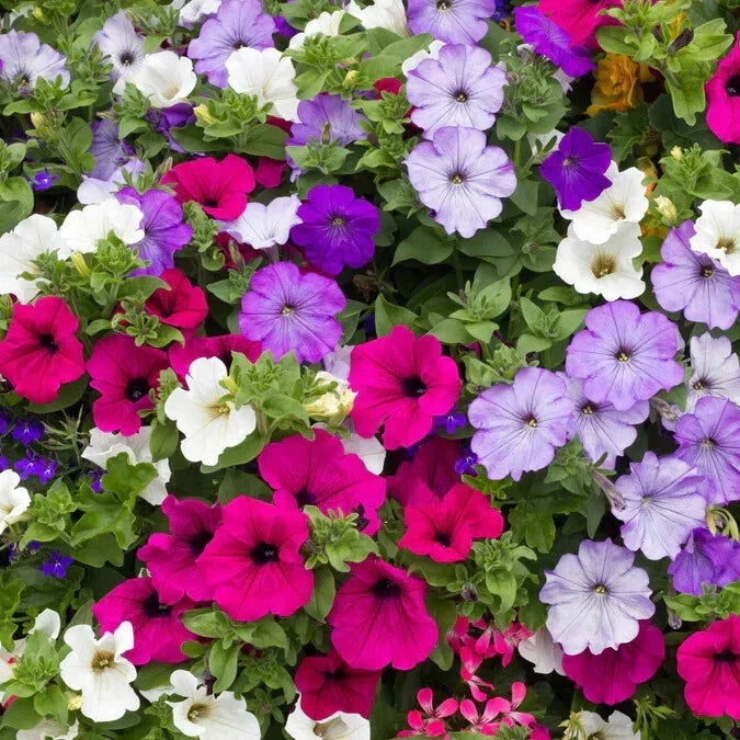 petunia dwarf flower seeds