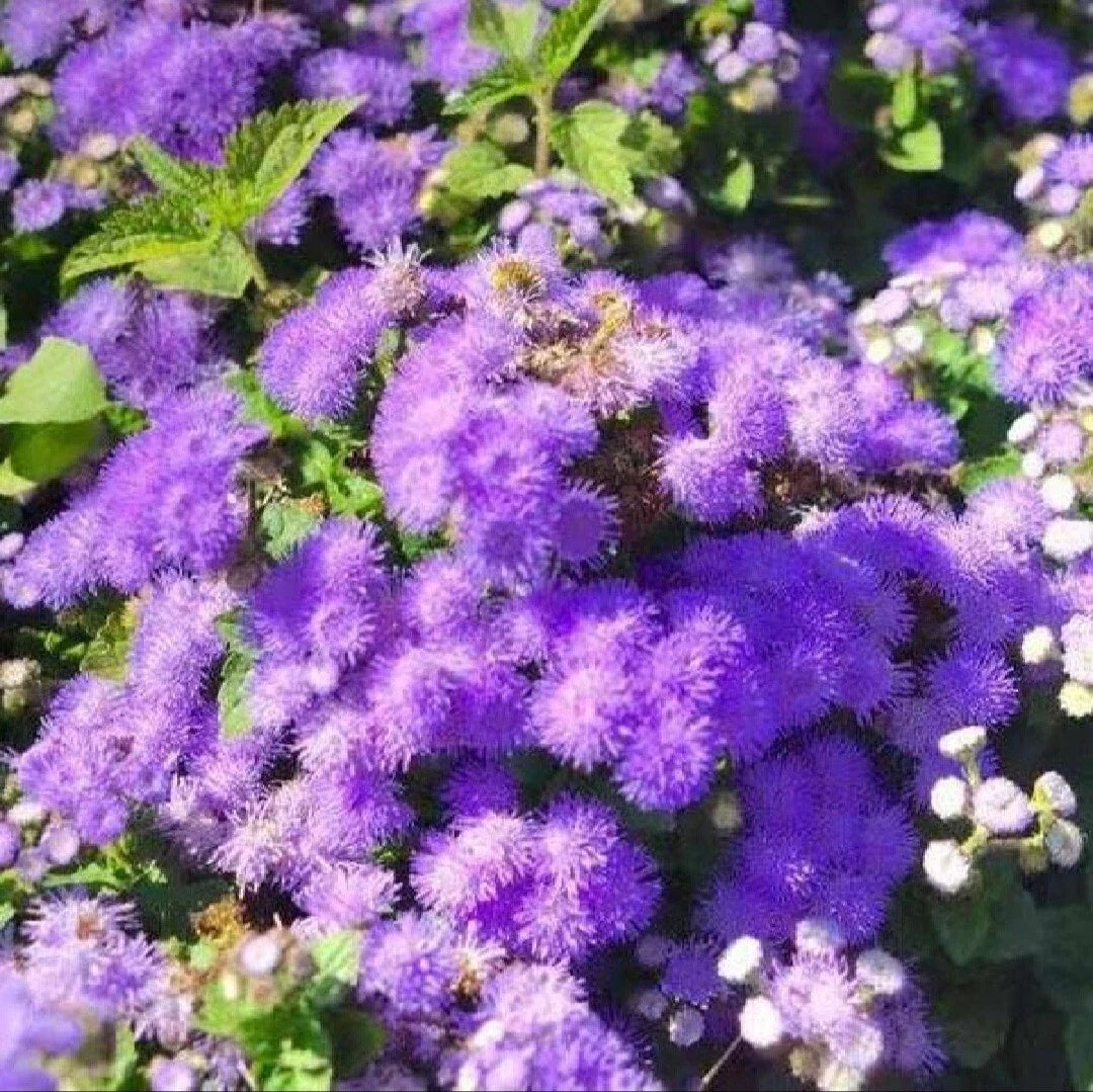 blue blue flower seeds