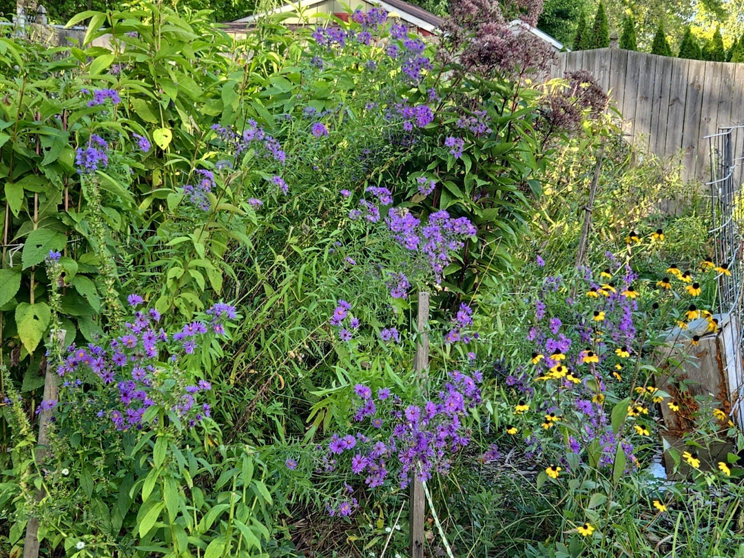 gram england flower seeds