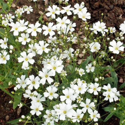 white baby flower seeds