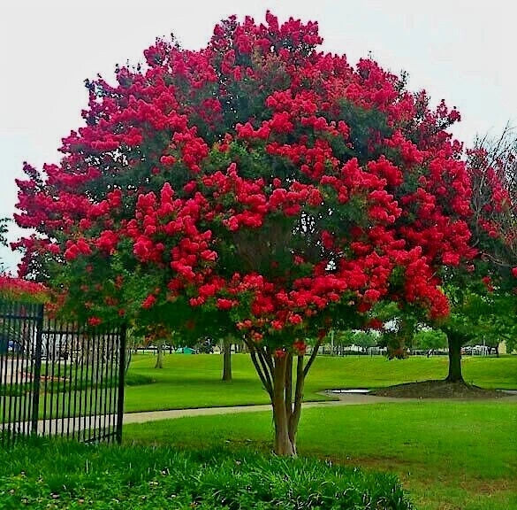 crape myrtle flower seeds