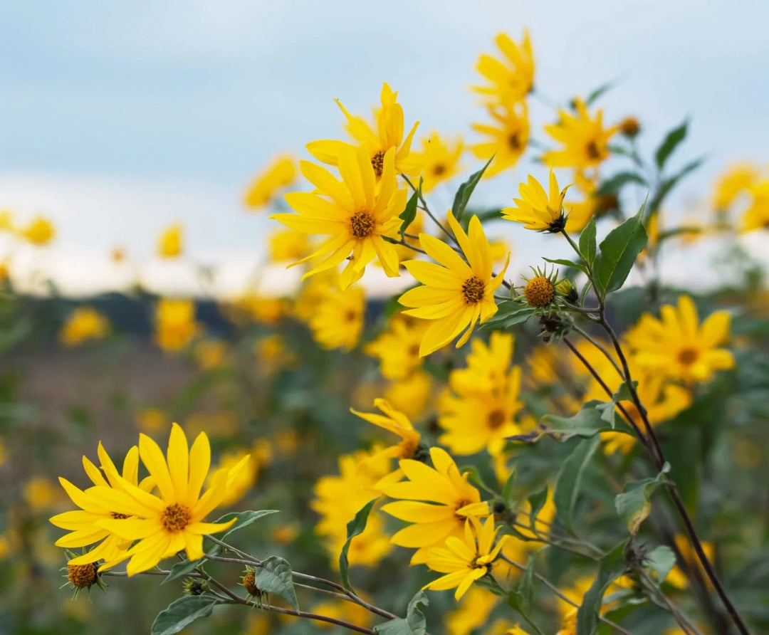 early sunflower flower seeds