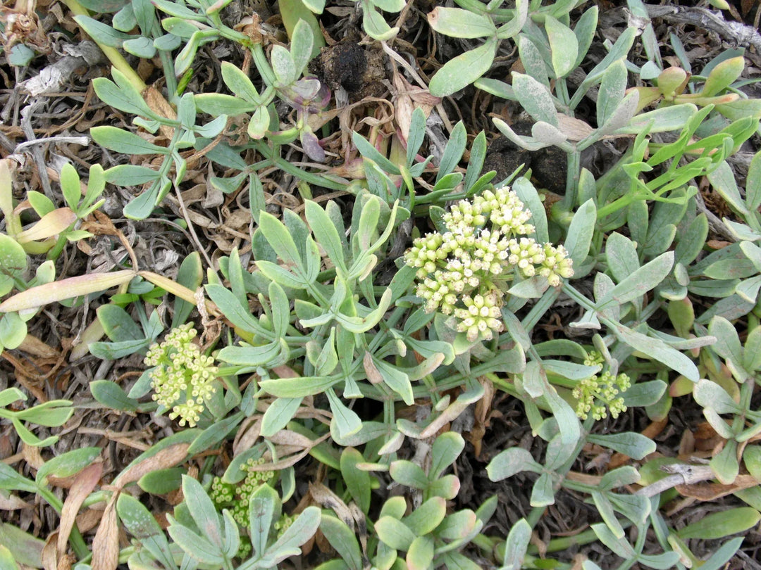 crithmum maritimum flower seeds