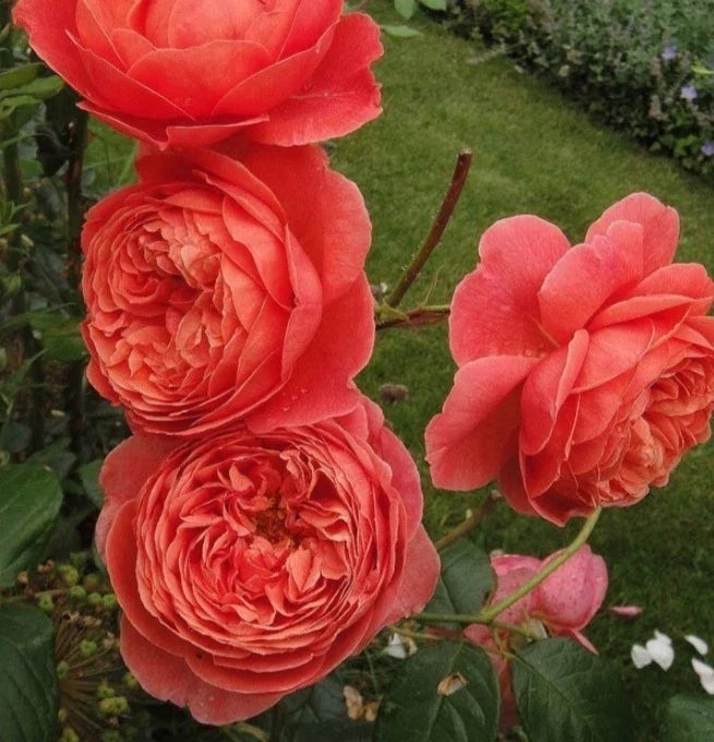 summer fireworks flower seeds