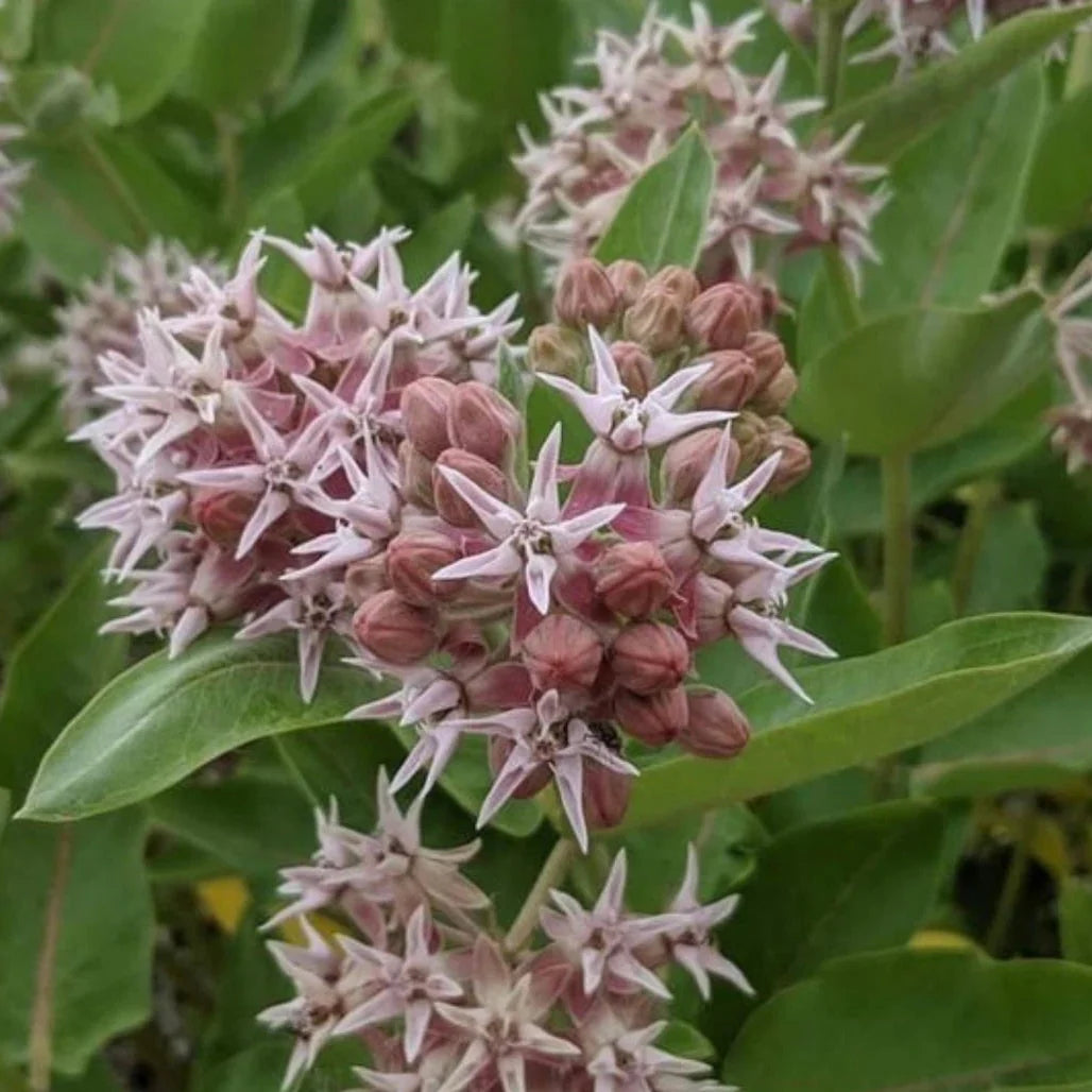 bulk showy flower seeds
