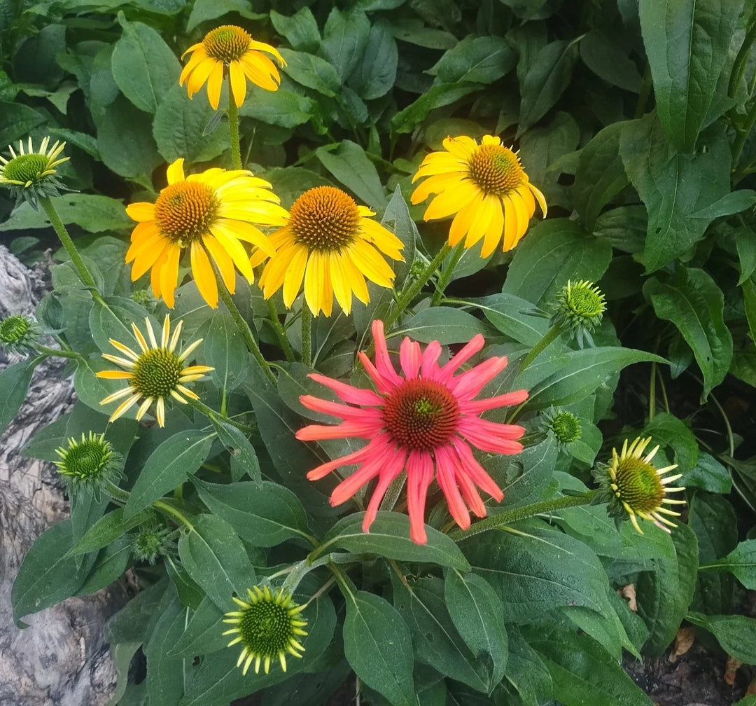 echinacea blazin flower seeds