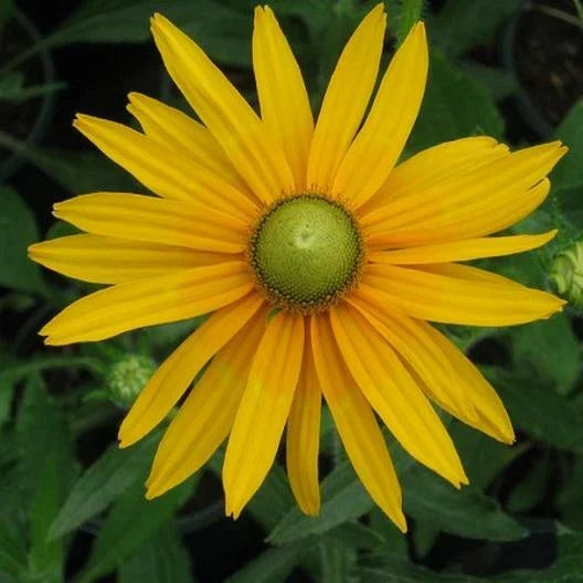 black green flower seeds