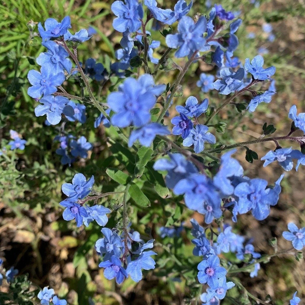 Chinese Forget-Me-Not Seeds for Planting