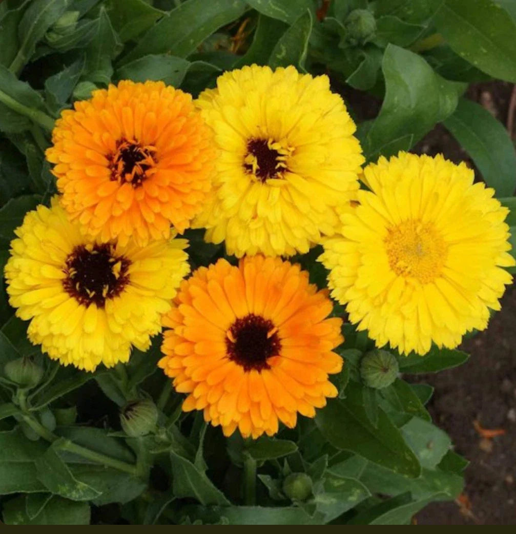 calendula fiesta flower seeds