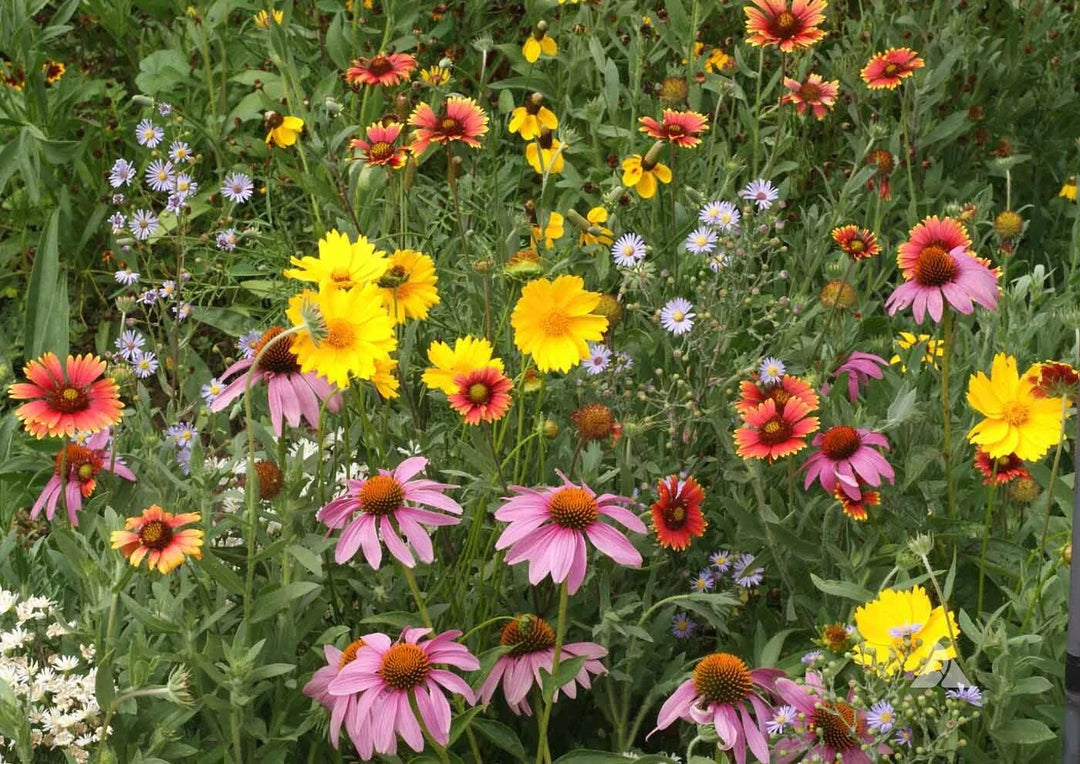 wildflower mix flower seeds