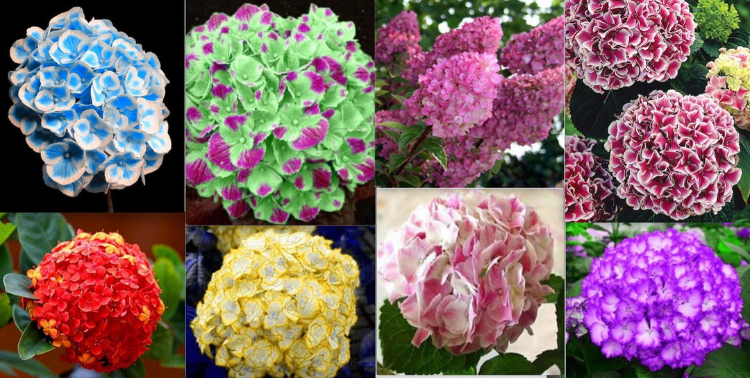 exotic rare flower seeds