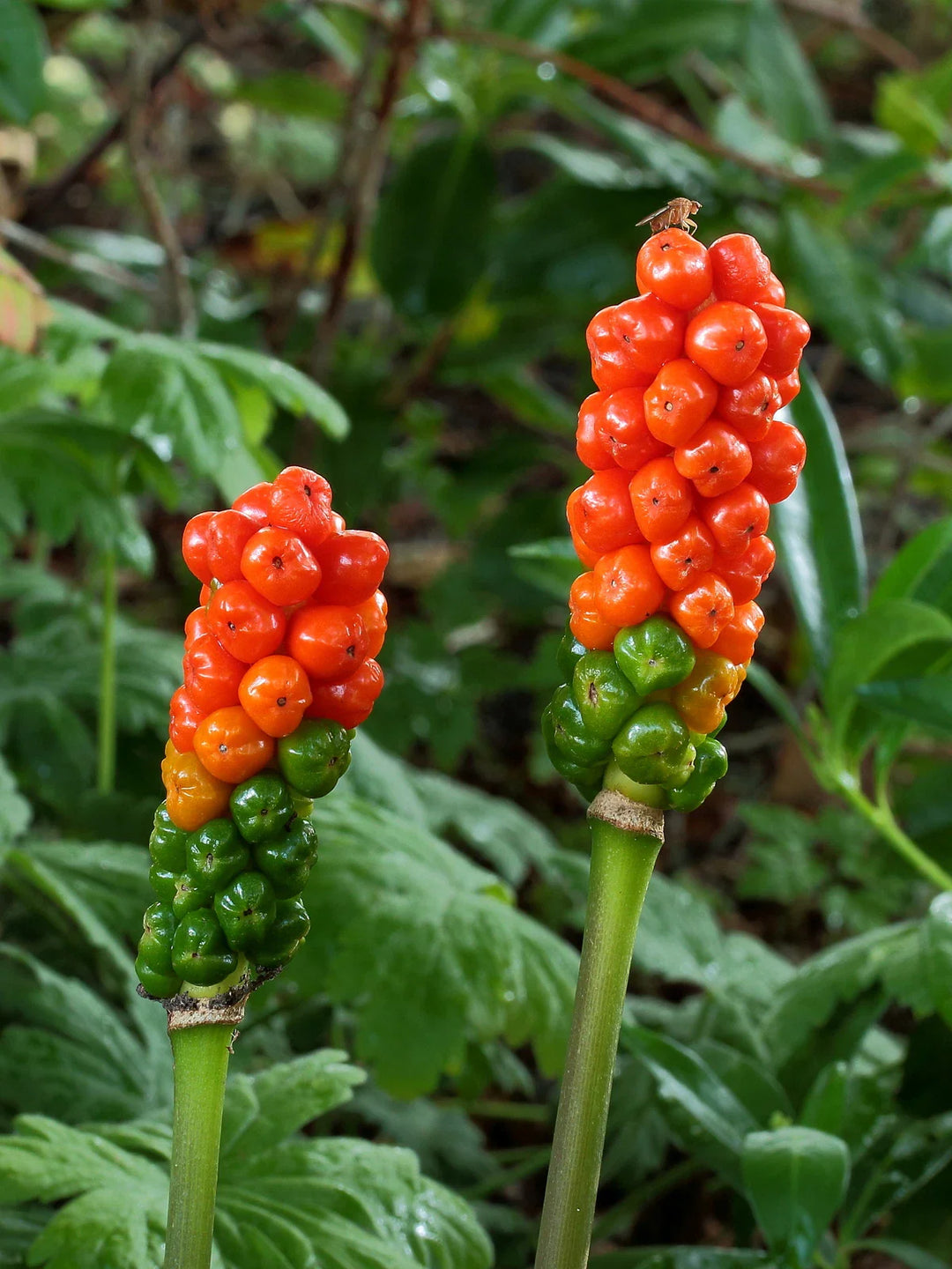 arum italicum flower seeds