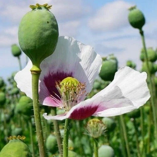over harvest flower seeds