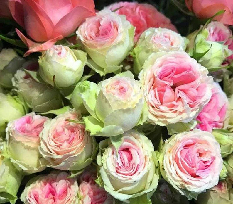 pink green flower seeds