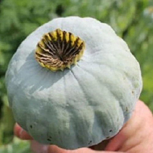 the giant flower seeds