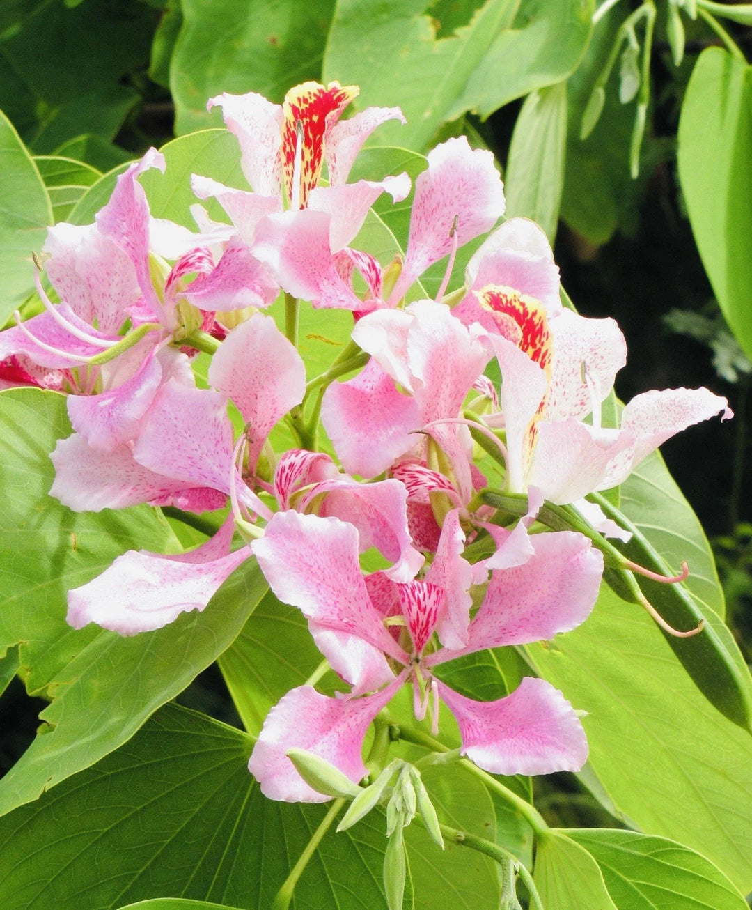 pink hawaii flower seeds