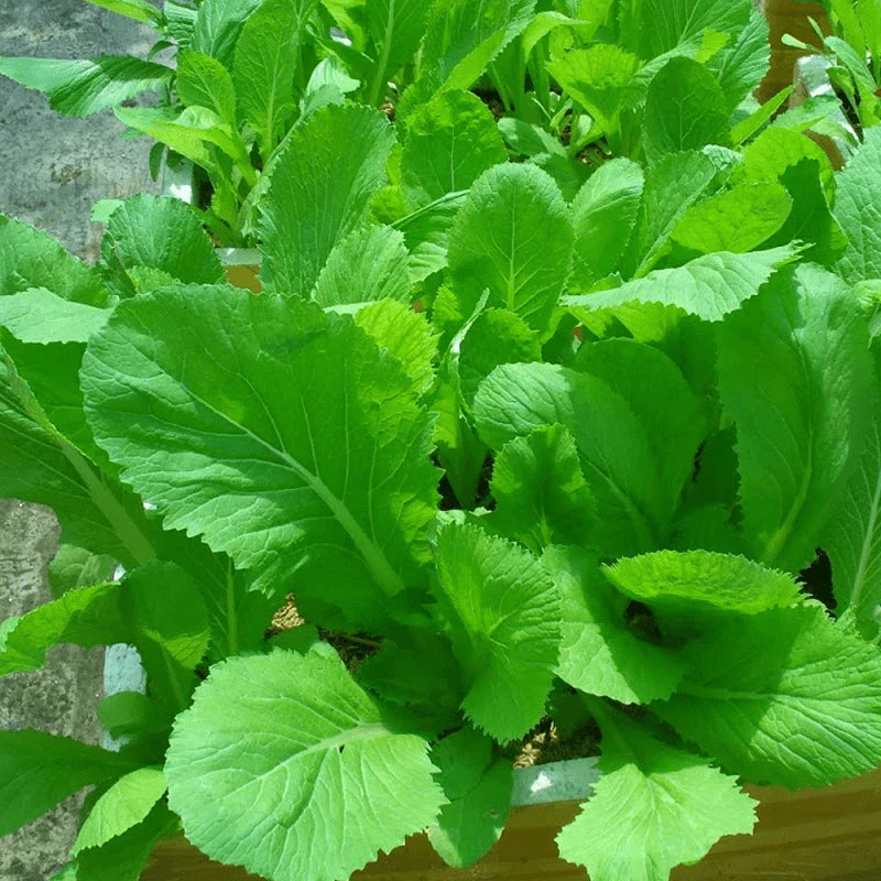 Green Asian herb seeds
