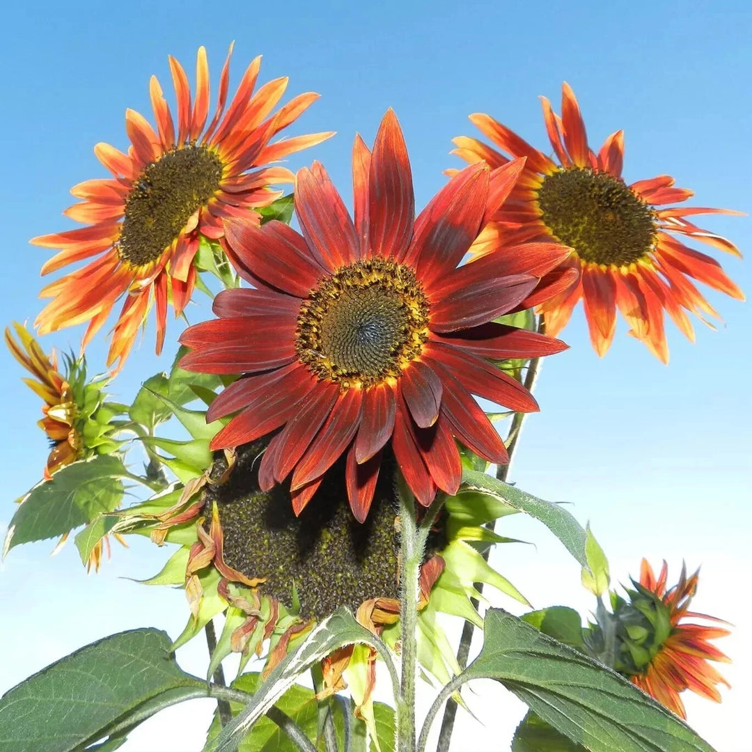 velvet queen flower seeds