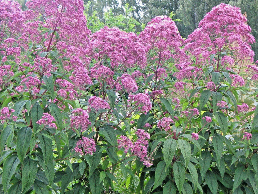 sweet joe flower seeds
