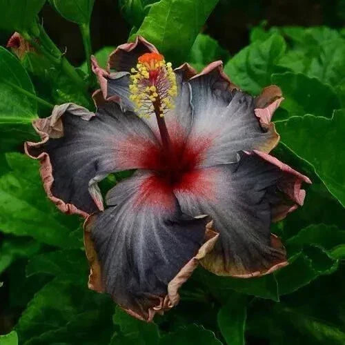 black pink flower seeds