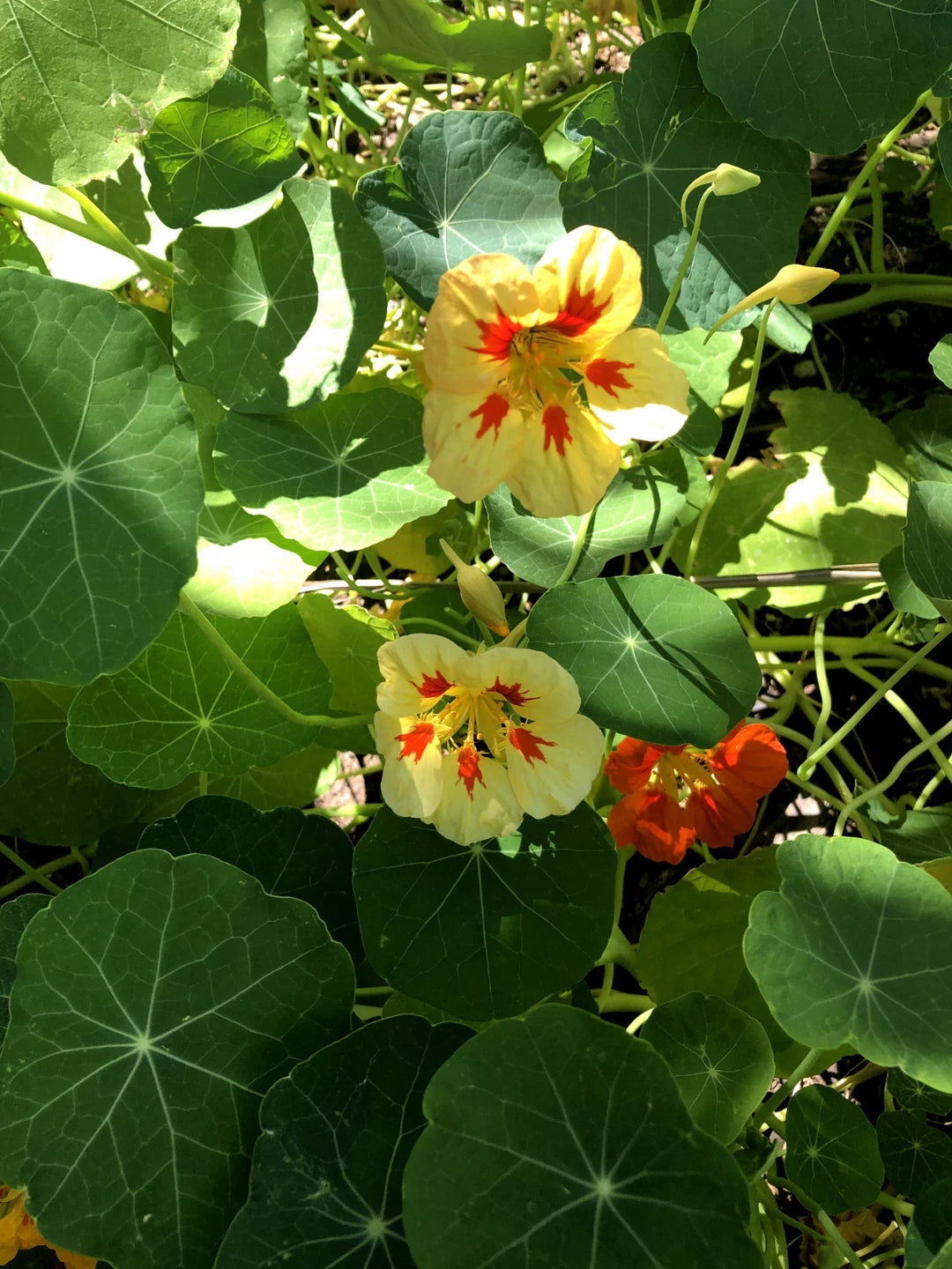 mix climbing flower seeds