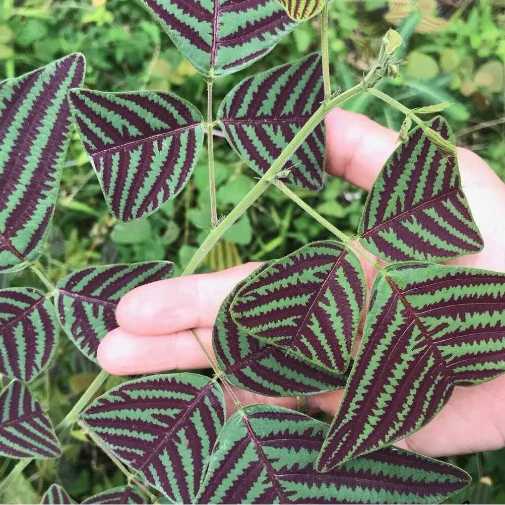 rare bold flower seeds