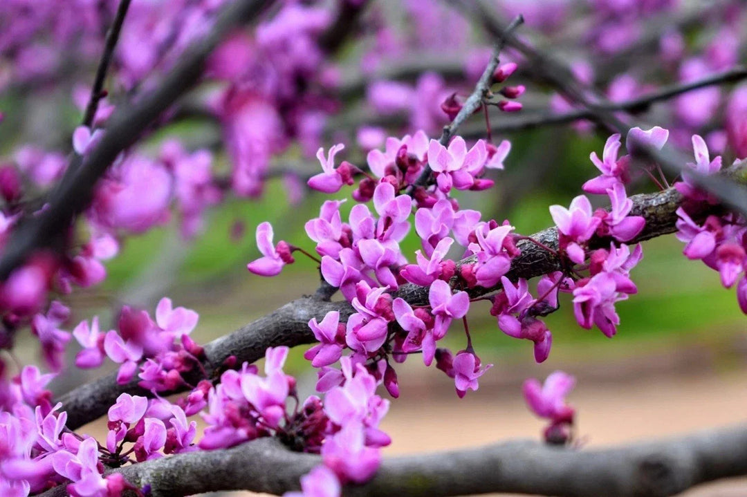 eastern redbud flower seeds