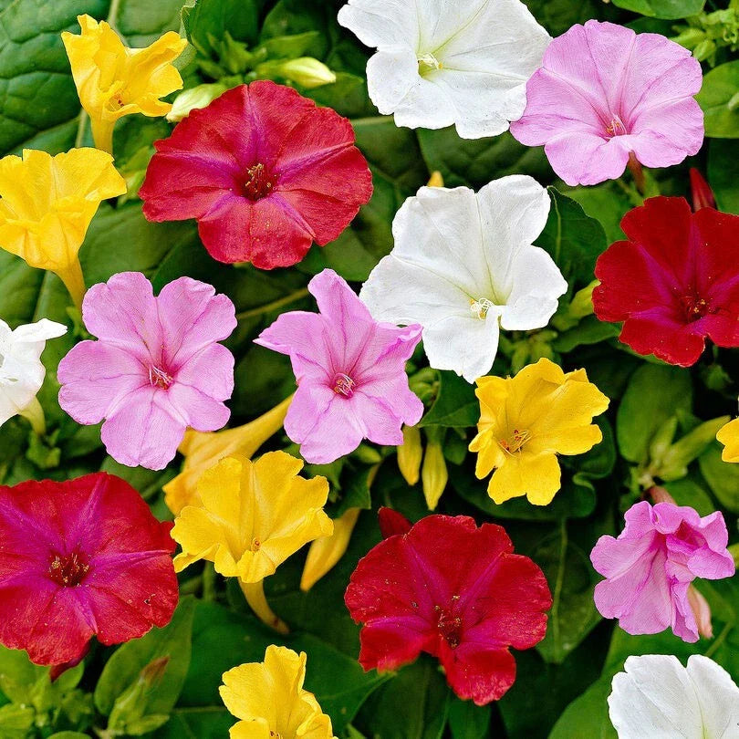 four o flower seeds