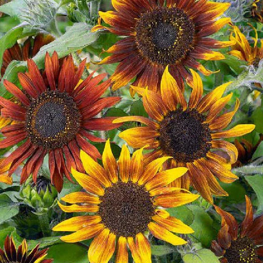 sunflower tall flower seeds