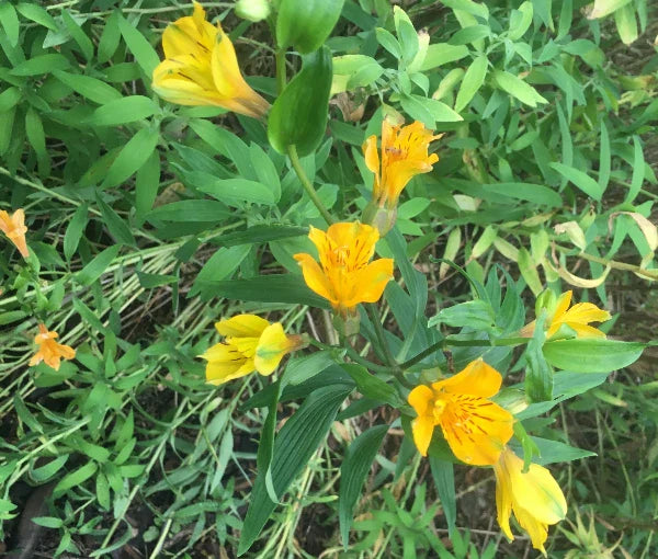 yellow alstroemeria flower seeds