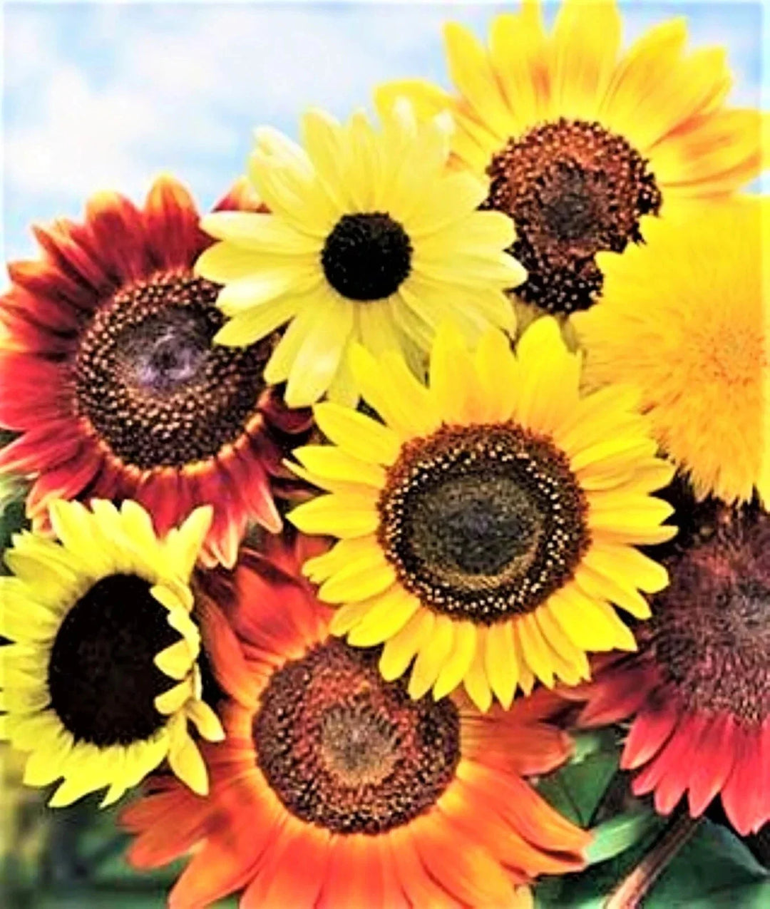 species mix flower seeds