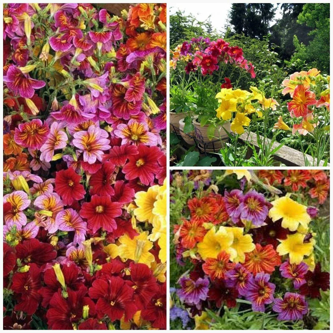 painted tongue flower seeds