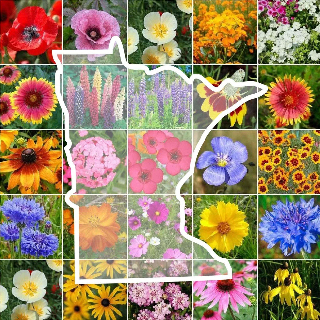 wildflower minnesota flower seeds