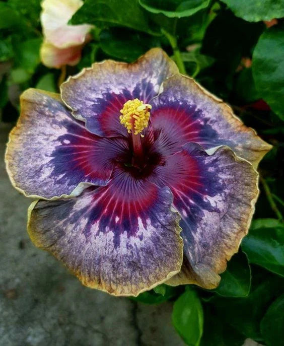purple yellow flower seeds