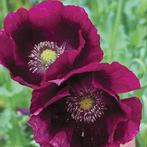 lauren s flower seeds